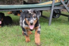 Beauceron s PP-již k odběru