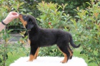 Beauceron s PP-již k odběru