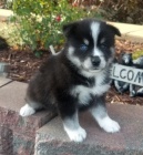 Krásná štěňata Pomskies na prodej (kříženec sibiřský husky a pomeranian).