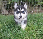 Krásná štěňata Pomskies na prodej (kříženec sibiřský husky a pomeranian).