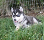 Krásná štěňata Pomskies na prodej (kříženec sibiřský husky a pomeranian).