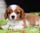 Prodám očkovaná štěňata feny a psa Cavalier King Charles Spaniel.