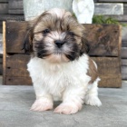 Prodám štěňata SHIH TZU