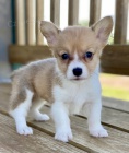 Prodám štěňata Pembroke Welsh Corgi.