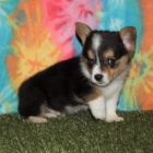 Očkovaná štěňata Pembroke Welsh Corgi na prodej.