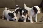 Prodám zdravá štěňata jack russella.