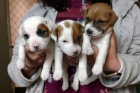 Prodám zdravá štěňata jack russella.