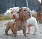 Shar-Pei štěňata.