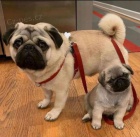 Mops štěňata.