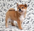 Prodám štěňata Shiba Inu. Velmi zdravé a přijďte s papíry.