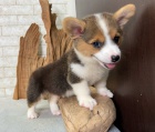 #Pembroke Welsh Corgi poblíž mě