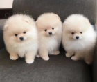 miniaturní štěňata pomeranianů na prodej. Jsou očkovaná a odčervená.