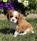 Prodám očkovaná štěňata Kavalír King Charles Spaniel.