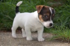Prodám štěňata Jack russell teriéra.