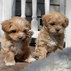 Prodám krásná štěňátka Maltipoo