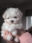 Prodám očkovaná a odčervená štěňata Maltipoo