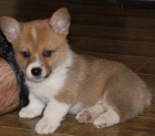 štěňata welsh corgi pembroke na prodej poblíž mě