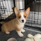 štěňata welsh corgi pembroke na prodej poblíž mě