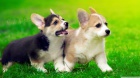 #Corgi štěňata s průkazem původu