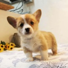 #Corgi štěňata s průkazem původu
