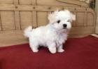 Prodám štěňata #Shih Tzu.