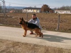 Nmeck ovk na prodej