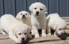 Prodám zdravá štěňata labradorského retrívra.
