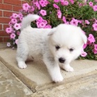 Prodám štěňata Pomskies (kříženec sibiřský husky a pomeranian)