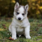 Prodám štěňata Pomskies