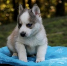 Prodám štěňata Pomskies