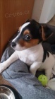 Prodám očkovaná a odčervená štěňata fenky a pejska jack russell teriéra.