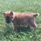 Prodám štěňata Shiba inu