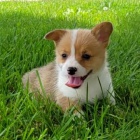 Prodám zdravá, očkovaná a odčervená štěňata Pembroke Welsh Corgi.