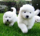 samoyed tata