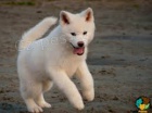Štěňata Akita Inu