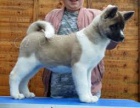 Štěňata Akita Inu