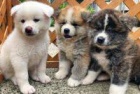 Štěňata Akita Inu