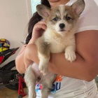 Nádherná velšská štěňátka Corgi Pembroke.