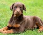 tata doberman
