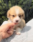 Úžasné štěňátka Corgi.