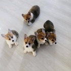 Čistokrevná štěňata Corgi Pembroke.