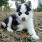 Prodám štěňata Suberian Husky
