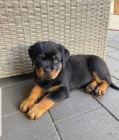 tata rotvajlera na prodej