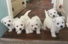 Prodám štěňata West Highland White Terriers