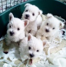 Prodám mini očkovaná a odčervená štěňata West Highland White Terriers