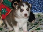 Sibisk husky Fenku