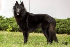 Belgický ovčák groenendael štěňata