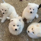Sladké Samoyed štěňata připravená žít.