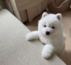 Ohromující Samoyed štěňata připravená k životu.
