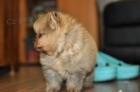 Prodám štěňata pomeraniana. Jsou očkovaná a odčervená.